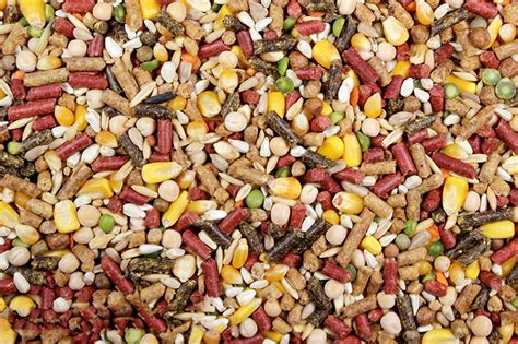 feeding guide for conditioning gamefowl